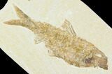 Detailed Fossil Fish (Knightia) - Wyoming #104181-1